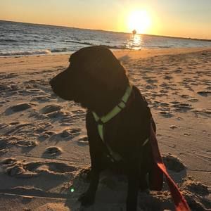 Meet your Posher, Ross